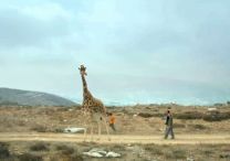 Giraffada - Foto 3