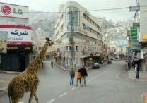 Giraffada - Foto 6